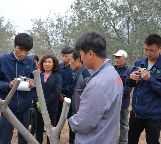 公司從產(chǎn)業(yè)鏈起始端著手，引進(jìn)良種優(yōu)苗，繁育基地苗圃，優(yōu)化樹(shù)種，以?xún)?yōu)質(zhì)的橄欖樹(shù)苗為生產(chǎn)特級(jí)初榨橄欖油提供基礎(chǔ)保障。在以自建萬(wàn)畝國(guó)家標(biāo)準(zhǔn)化油橄欖..