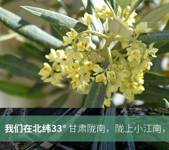 武都的氣候、土壤等與地中海沿岸極其相似，同處于世界頂級(jí)油橄欖黃金生產(chǎn)帶（32°58--33°36）年平均氣溫為14.7°，年日照時(shí)數(shù)1911..